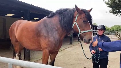 We take a rare look inside Bristol's HorseWorld ahead of its annual open day