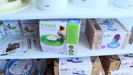 El Día del Gato recalca la importancia de su cuidado en casa, especialmente en verano