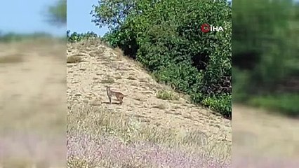 Doğanın özel avcısı orada görüntülendi