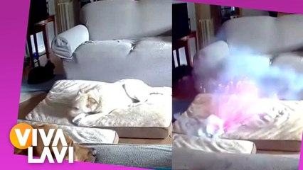 Perro provoca incendio en casa tras morder batería