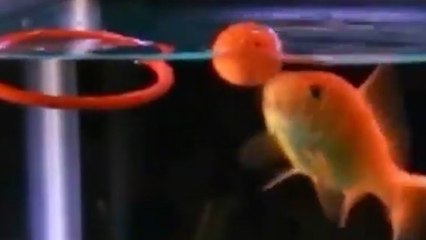 Fish Can Learn To Do Tricks