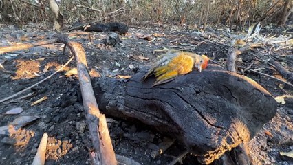 Mudança climática abriu caminho para incêndios recordes no Pantanal brasileiro