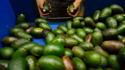 MÉXICO | Producción de aguacate deja deforestación y sequía | EL PAÍS