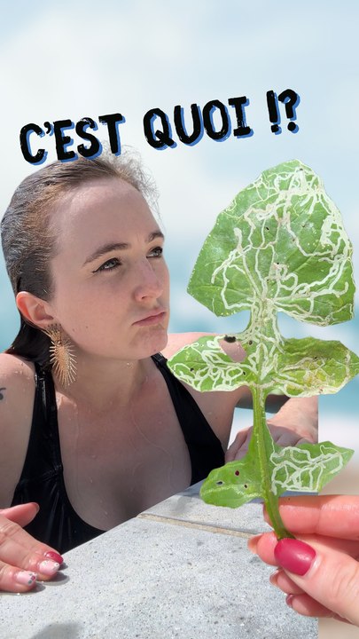 C'est quoi cette feuille ?!