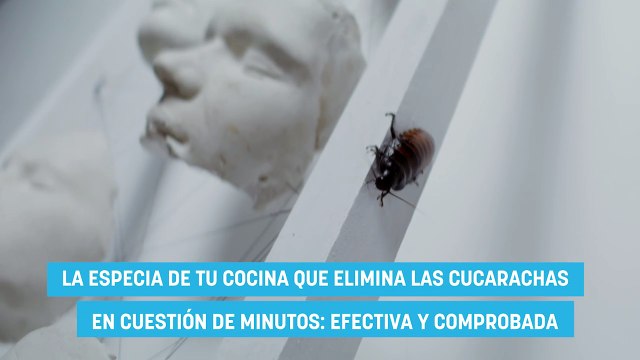 La especia de tu cocina que elimina las cucarachas en cuestión de minutos: efectiva y comprobada