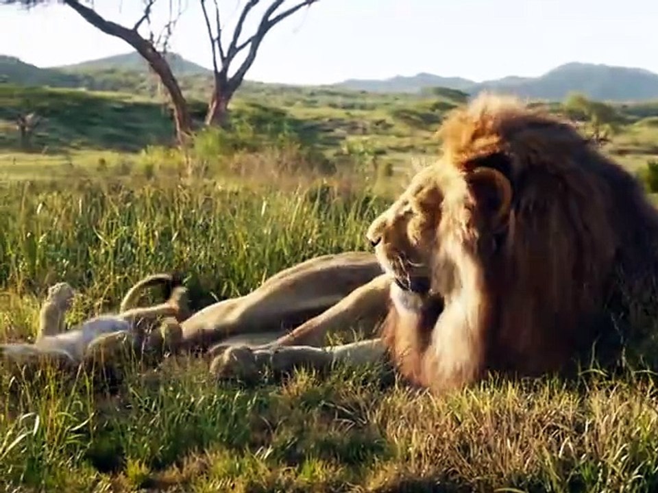 Animal video
