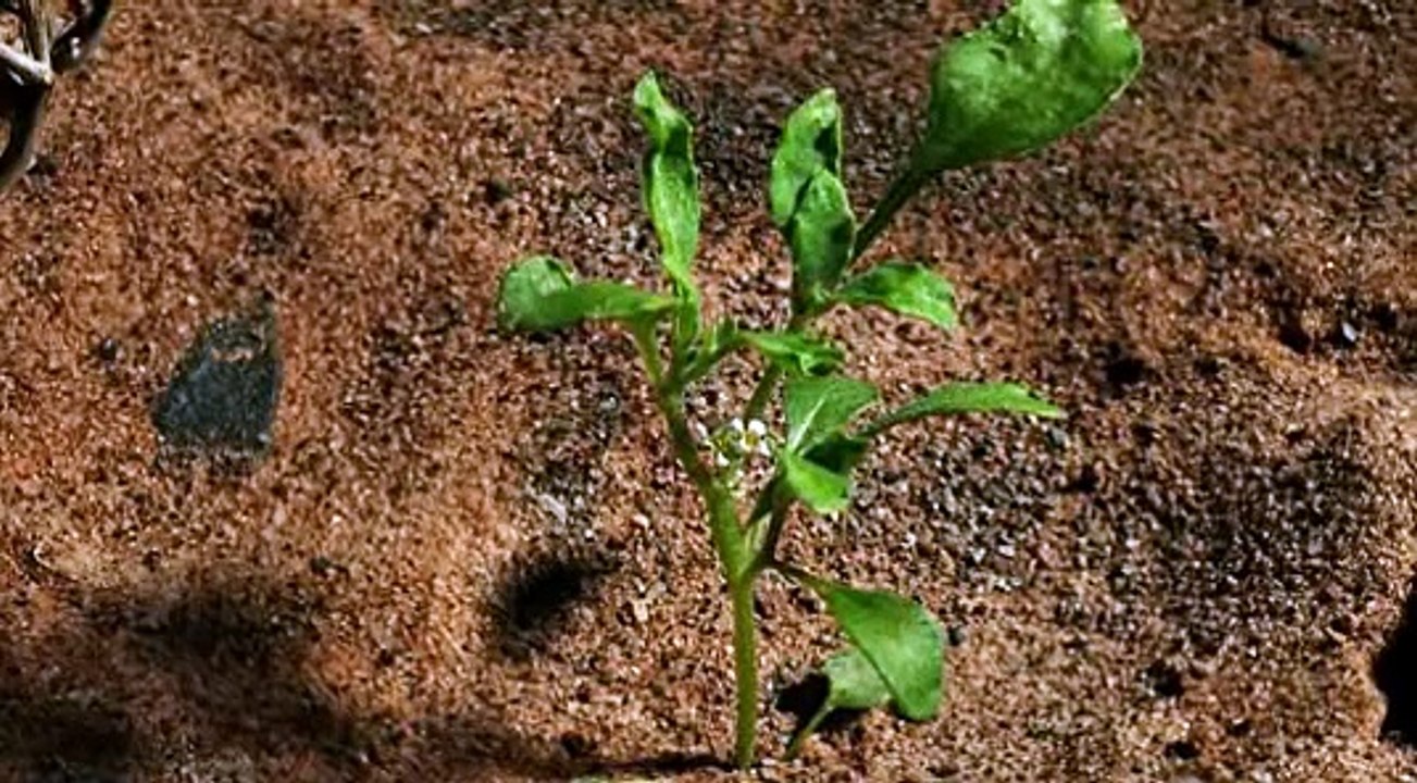 BBC Africa E05 Sahara