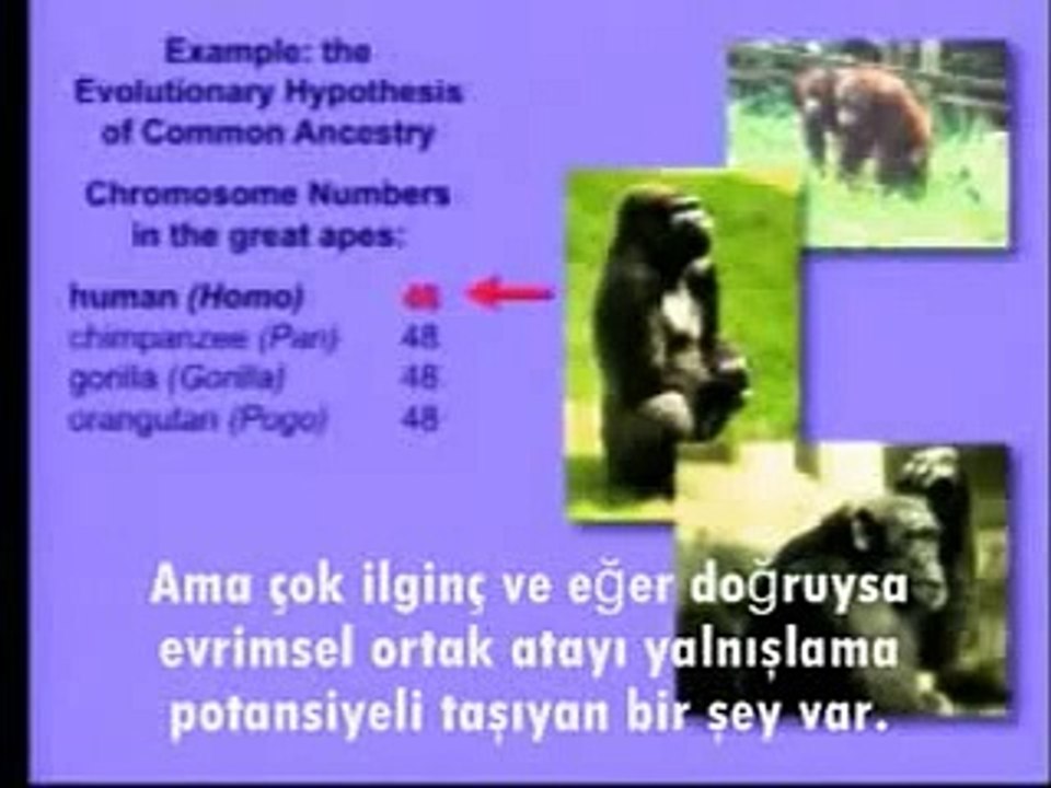 İnsan ve Maymun Genleri