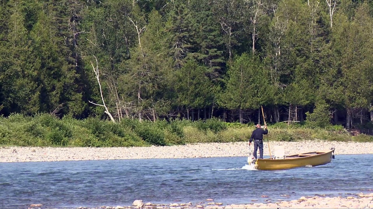 Montaison de saumon : gérer les prédateurs pour aider l’écosystème