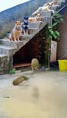 Rats Wrestling - Funny Video