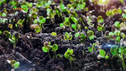 ویژه برنامه آینه – جمعه 19 مرداد 1403