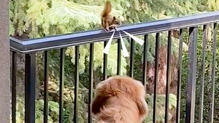 Golden Retriever And His Grandpa Build A Special Gift For His Squirrel BFF