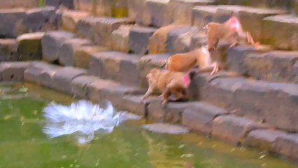 King Banun wants into Pigtail Group