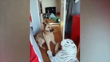 Dogs and cat funny video