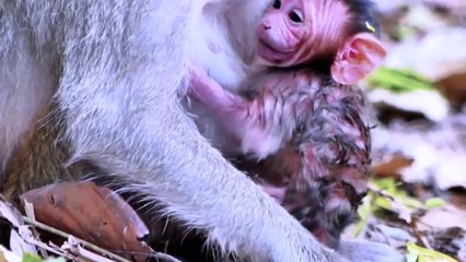 Tiny Newborn Baby Monkey