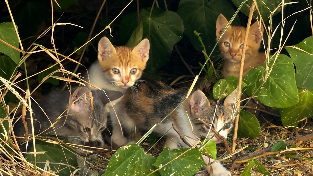 The Cat Distribution System