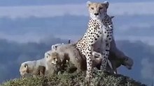 Cheetah protecting her cubs against a Lion