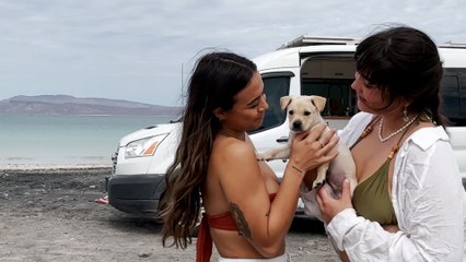 A Couple Camping In The Desert Hears Cries In A Bush...And Finds A Puppy