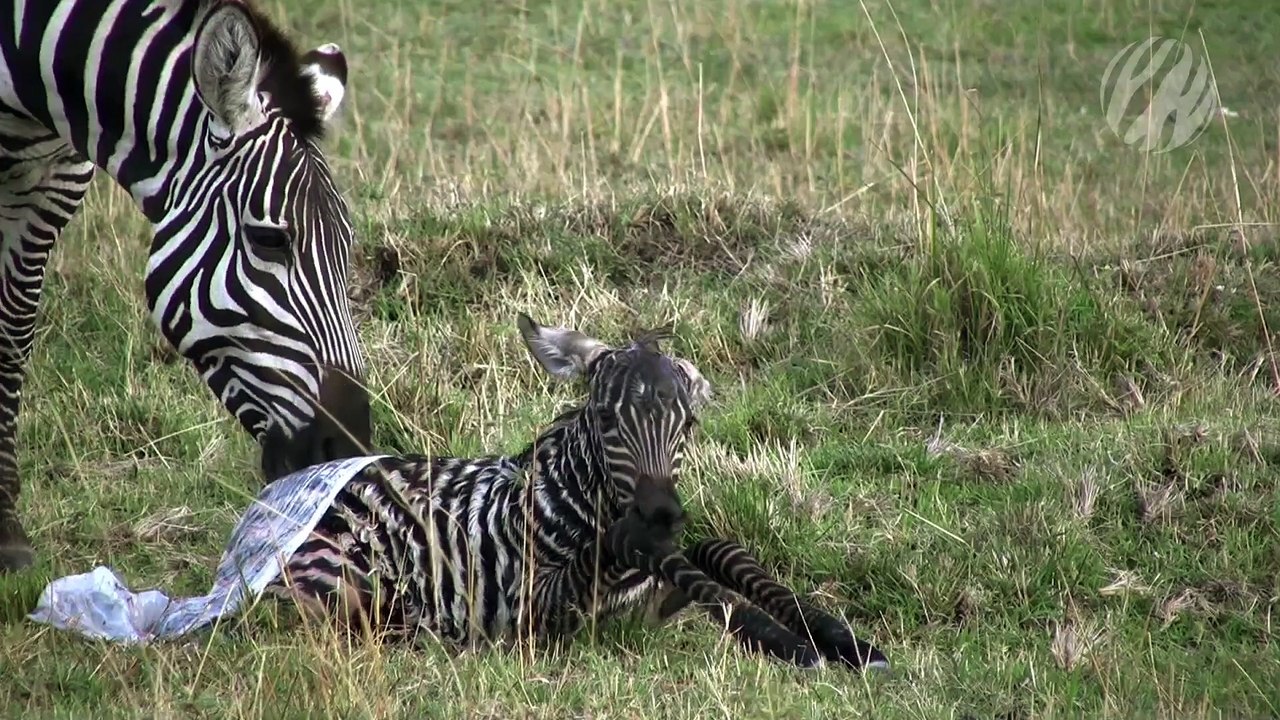 Zebras der Serengeti | movie | 2022 | Official Trailer