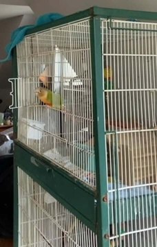 Pineapple Conure Sneaks out of Cage by Unlocking it With his Beak