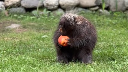 Wild Porcupine Demands Fresh Fruit Until His Paw Heals
