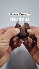 Days plan time lapse 529 days in 47 seconds