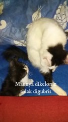 Baby kitten wants to play with his big brother