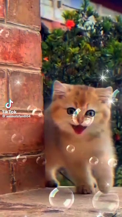 Funny cat