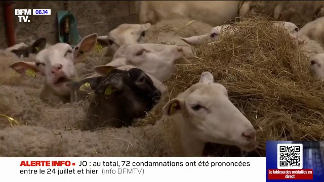 Des cas de fièvre catarrhale dans le Nord inquiètent les éleveurs bovins et ovins