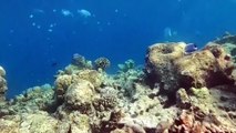 Great Barrier Reef Faces Hottest Sea Temperatures in 400 Years