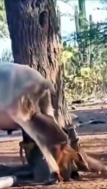Funny videos 4