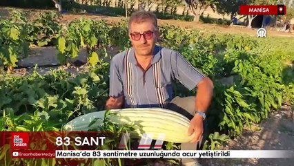 Manisa'da 83 santimetre uzunluğunda acur yetiştirildi