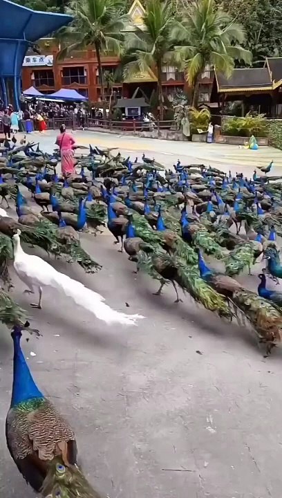 Peacock  beautiful wings video