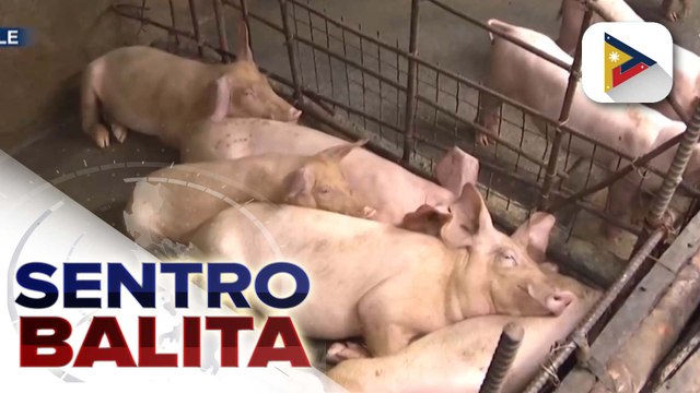 DA, target simulan ang pagbabakuna sa mga baboy vs. ASF bago matapos ang Agosto