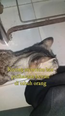 Cats smell pets on people's bodies