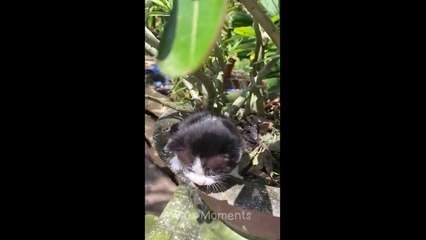 You Need a Cat for Daily Laughs  Funny Animal Videos 2024