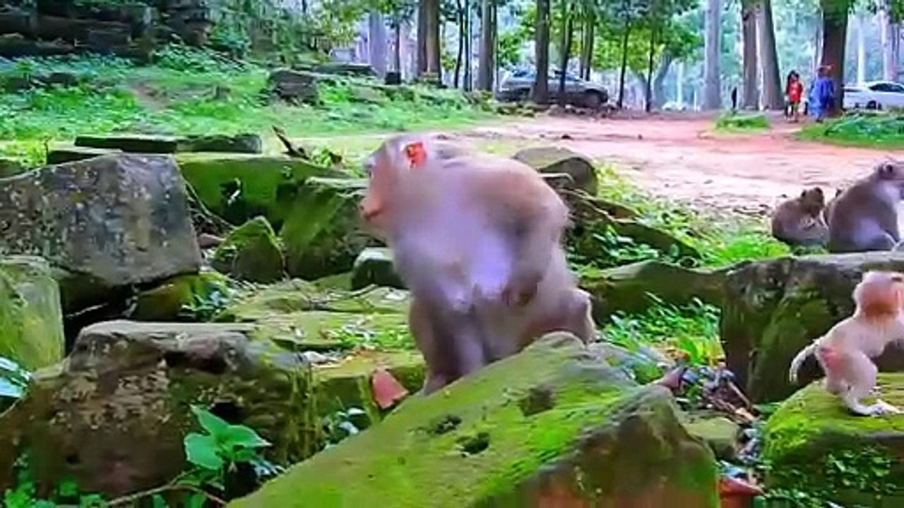 So Friendly Cute Baby Monkey Robin