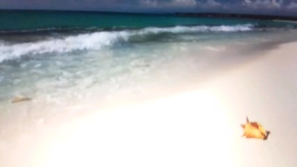 Twilight Sparkle Adventure Of CRASH Twinsanity the Movie (2004) Part 57