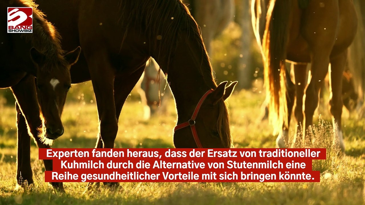 Stutenmilch könnte Speiseeis gesünder machen