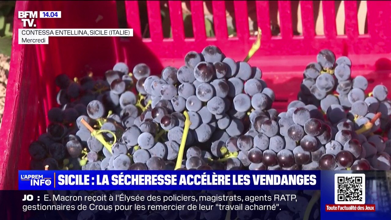 En Sicile, à cause d'une sécheresse historique, les viticulteurs accélèrent les vendanges