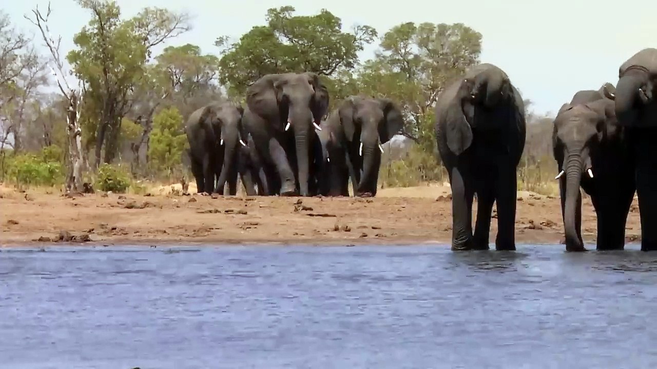 Write video Description for: Buffalo vs Lions Lion Hunt Buffalo for Survival _ Animal Documentary #animals #wildlions #wildlife