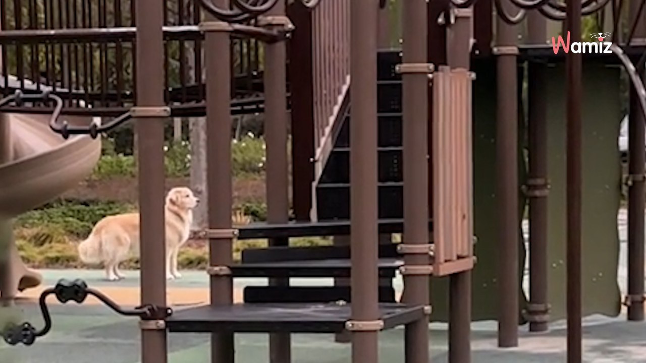 Quand il perd ses maîtres de vue, ce chien Golden Retriever a toujours une réaction craquante (vidéo)