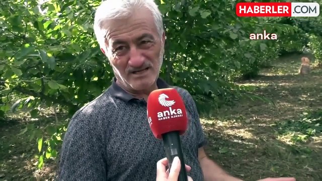 Fındık Üreticileri: Bugün Üretici, Fındık Bahçelerine Girerken Cenaze Evine Girer Gibi Gidiyor