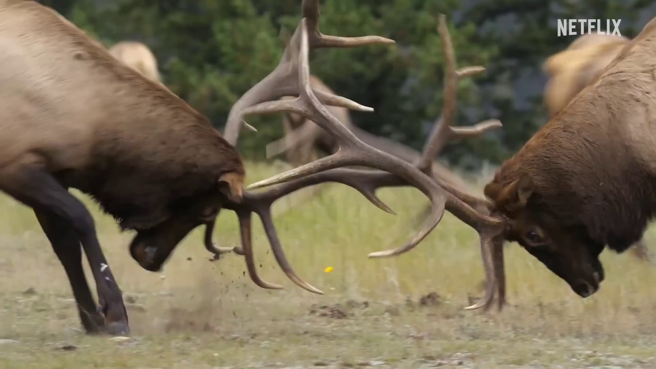 Secret World of Sound with David Attenborough ｜ Official Trailer ｜ Netflix