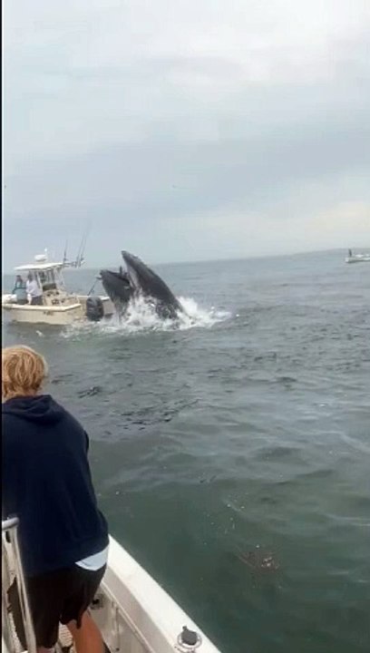Face à face baleine bateau, qui va gagner ?