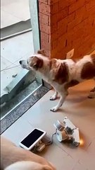 Face à face chien chat dans ce dernier jour de compétition !