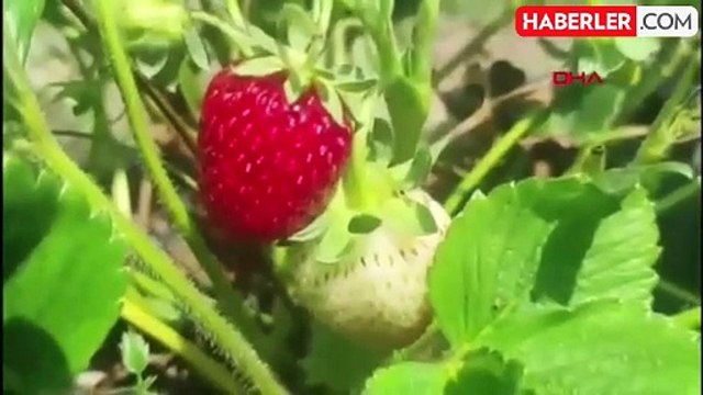 Çamlıyayla'da çilek yetiştiriciliği yapan kadın üretici, fide desteğiyle başarıya ulaştı