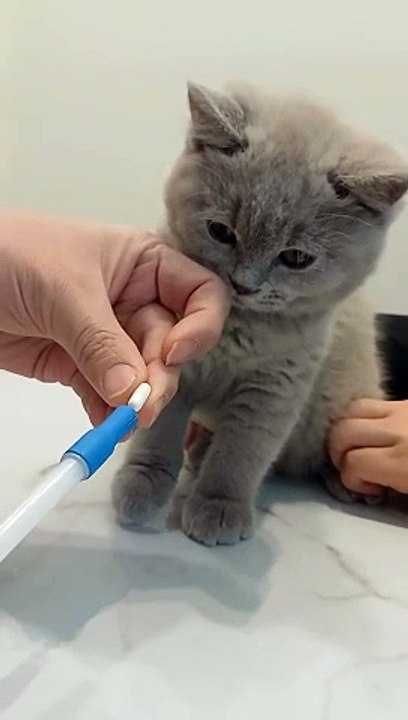 #britishshorthair_#cat_how_to_give_a_medicine_to_a_cat_고양이_약_먹이는_방법(1080p)