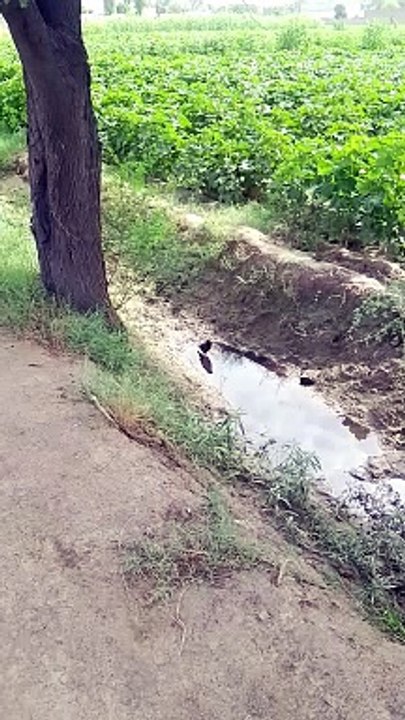 This is a beautiful natural video
