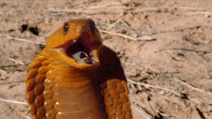 Amazing Earth: Kaninong tapang ang uubra?